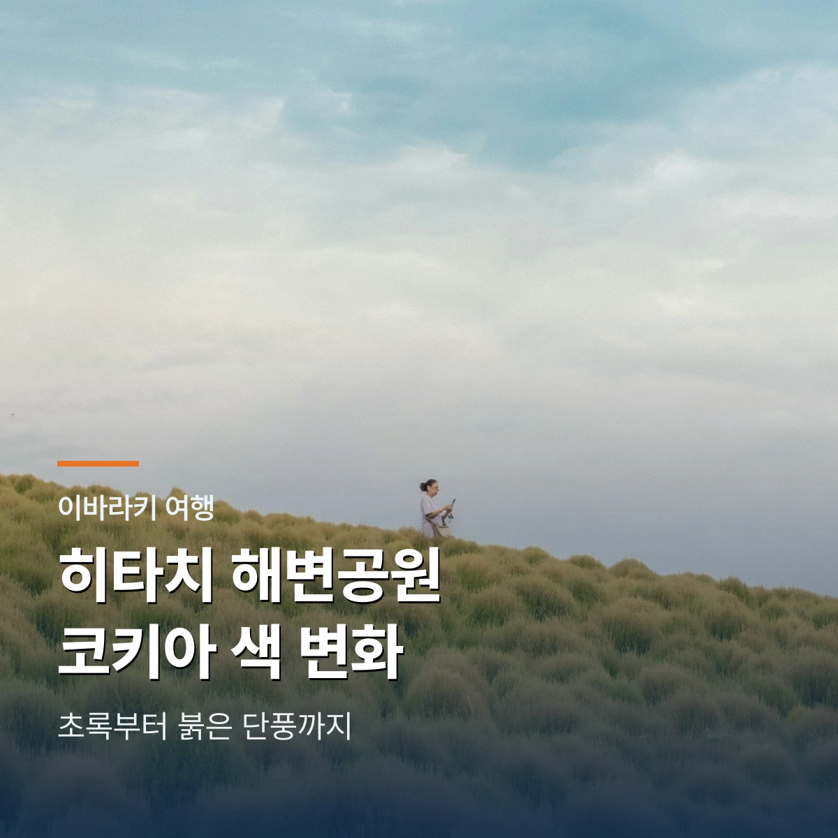 히타치 해변공원 사진 여행 가이드 | 8월 초록 코키아와 여름 꽃길